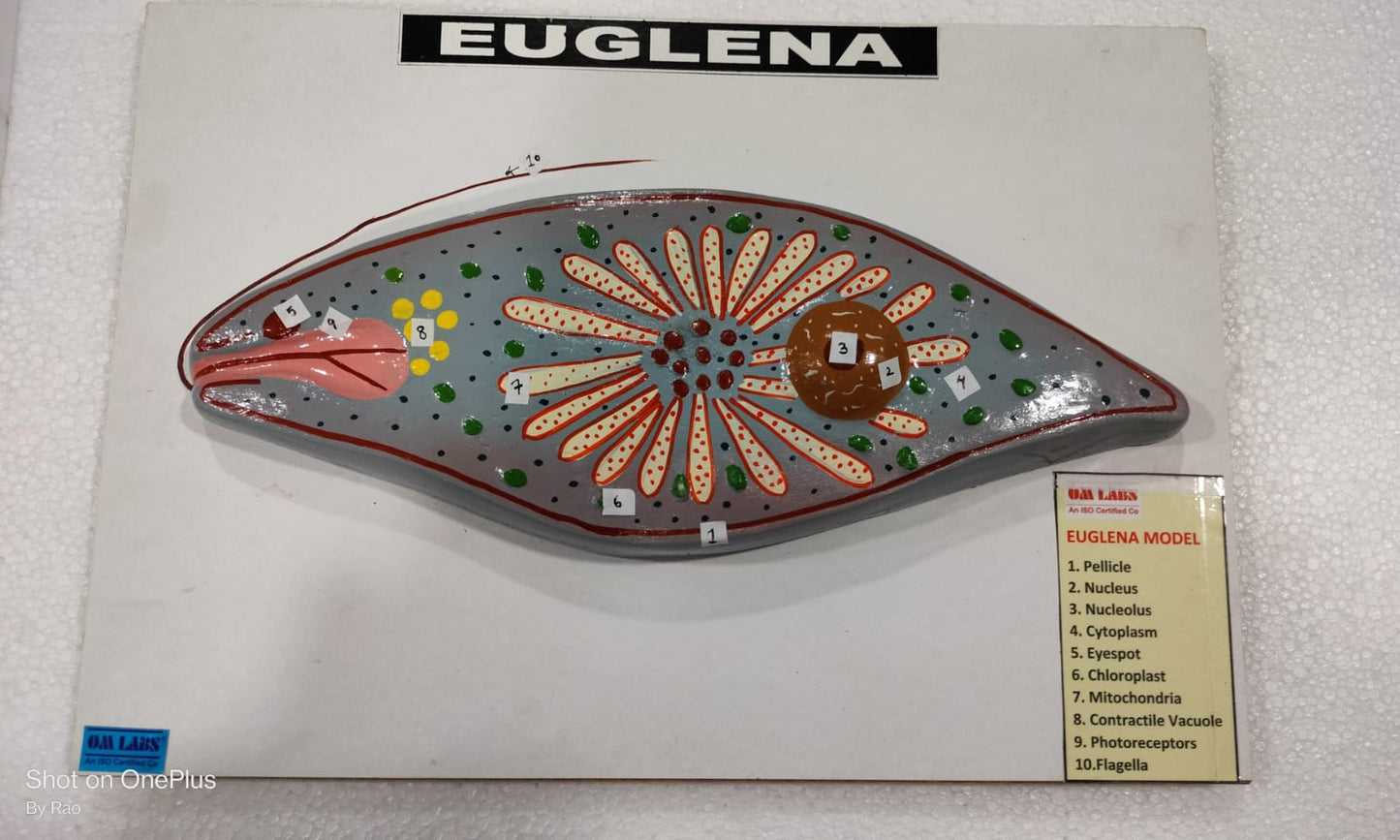 Euglena On Board