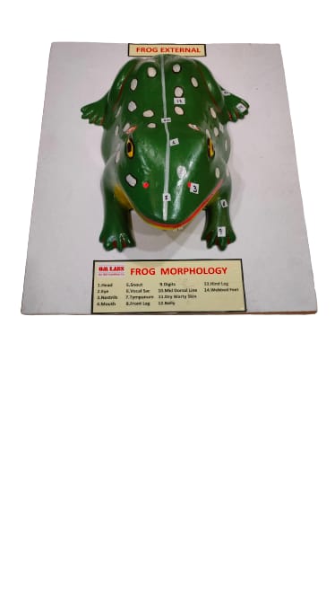 Frog External On Board