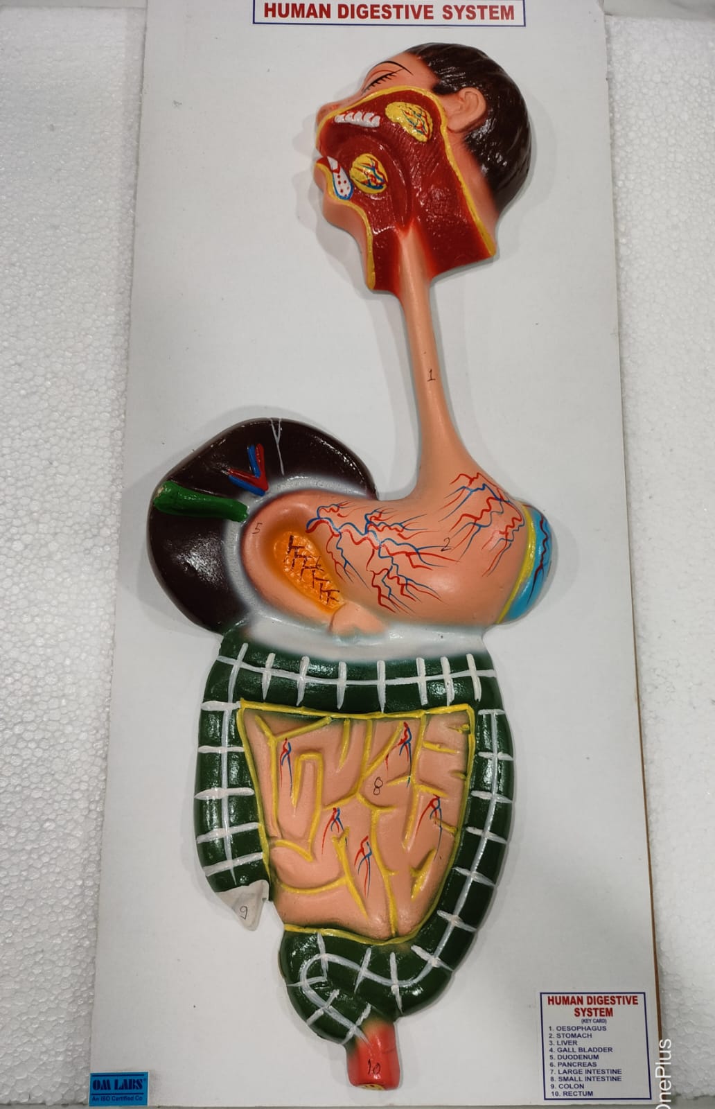 Human Digestive System