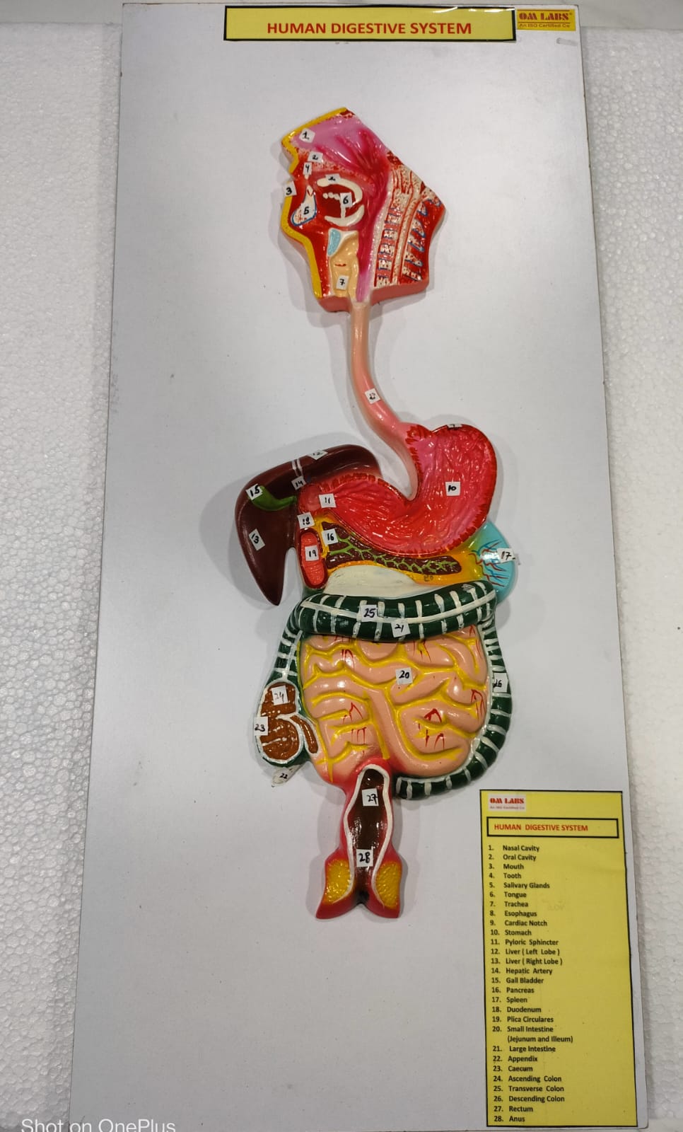 Human Digestive System