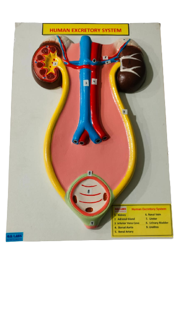 Human Excretory System