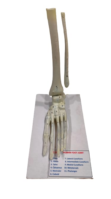 Human Foot Joint Model