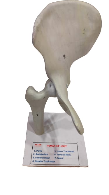 Human Hip Joint Model