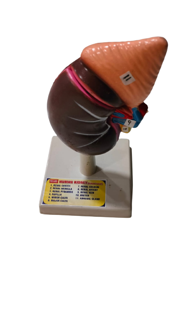 Human Kidney On Stand