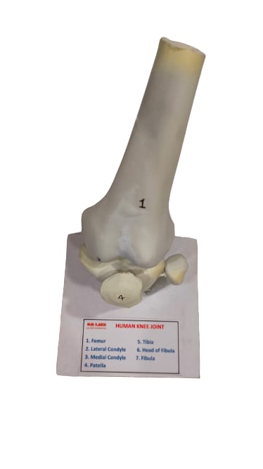 Human Knee Joint Model