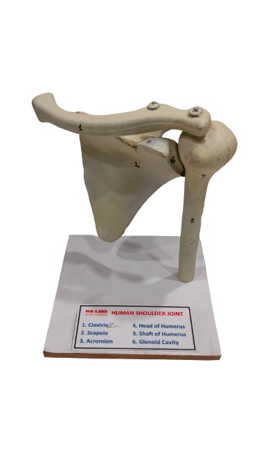 Human Shoulder Joint Model