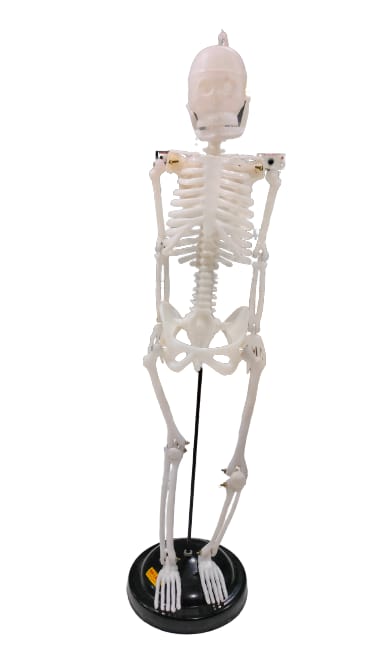 Human Skeleton Model 40cm Height