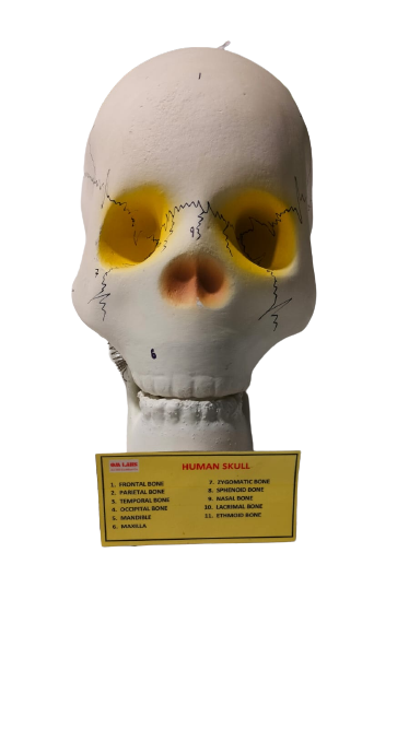 Human Skull