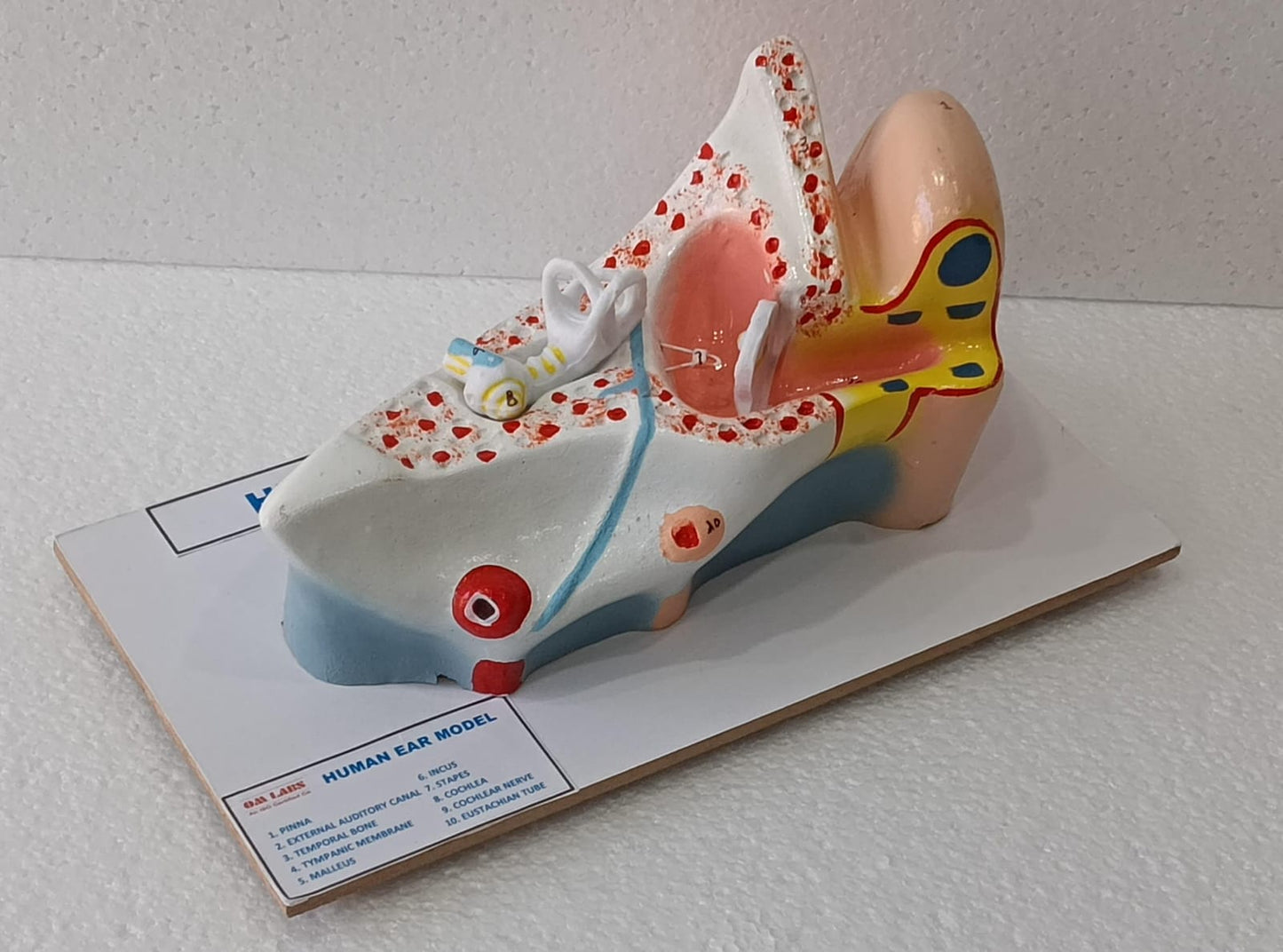 Human Ear On Base Model