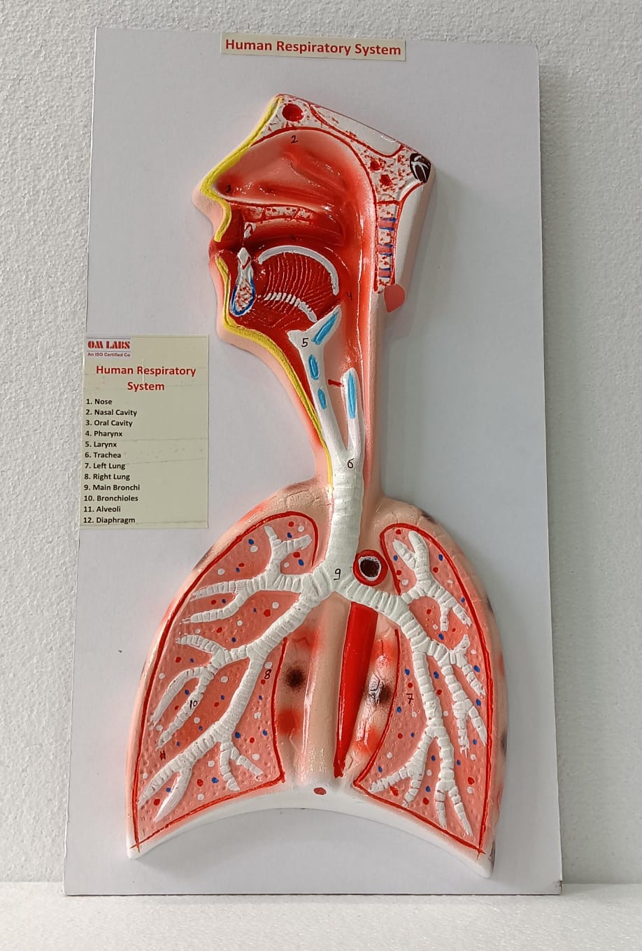 Human Respiratory System On Board