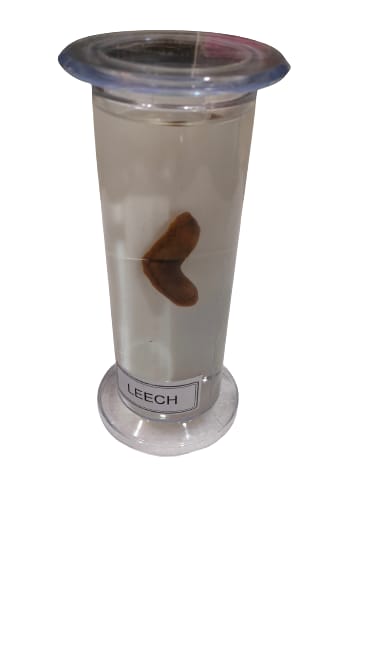 Specimen Leech