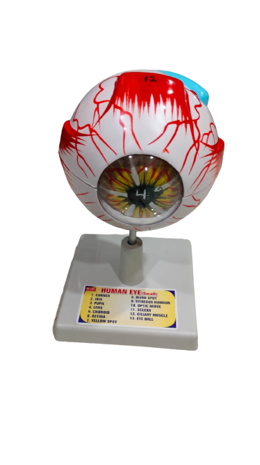 Human Eye 7 Parts On Stand (Small)
