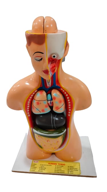 Human Torso Model Small