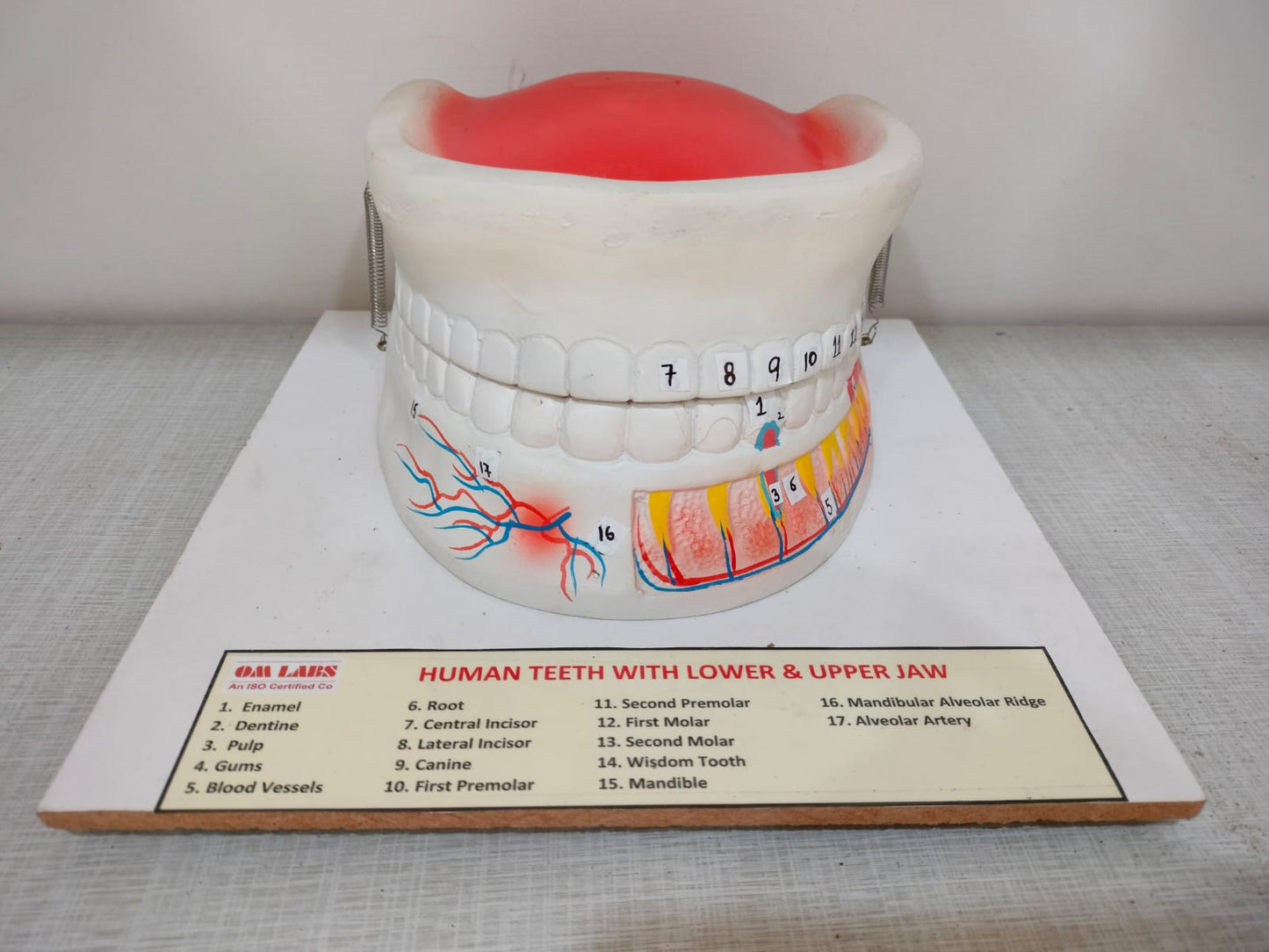 Human Teeth Upper Jaw & Lower Jaw