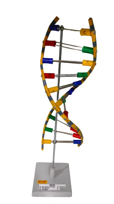 DNA Model Helix On Stand