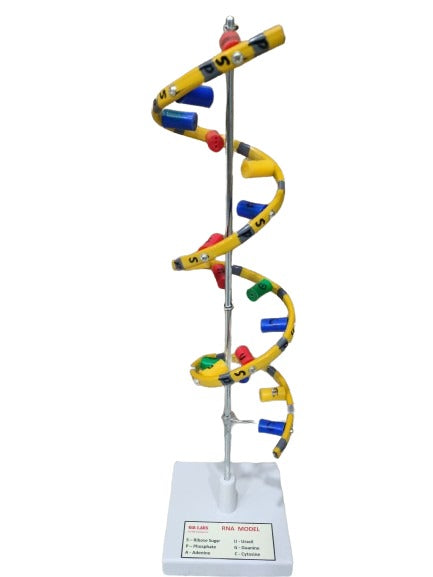 RNA Model Helix On Stand