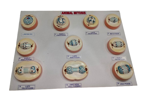 Mitosis On Board | Animal Mitosis On Board | Size: 16"x12”