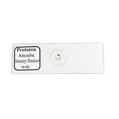 Amoeba Binary Fission Slide (Pack of 1 slide)
