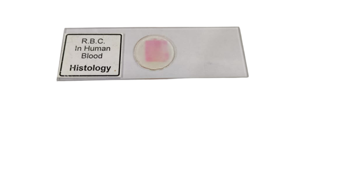 RBC in Human Blood Histology Slide (Pk. of 5 Pcs.)