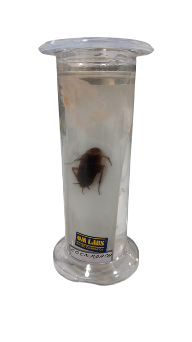 Specimen Cockroach