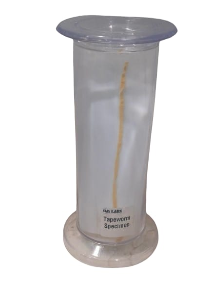 Tapeworm Specimen | Zoology Specimen