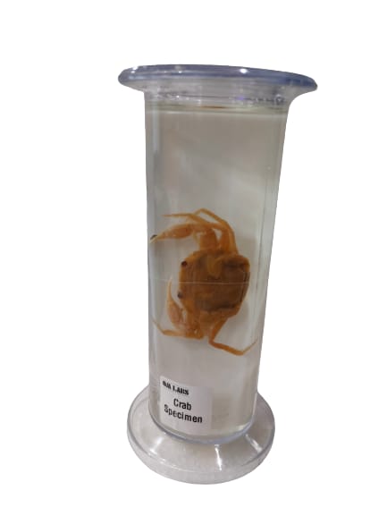 Specimen Crab