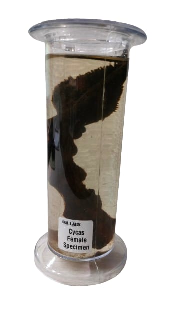 Cycas Female Specimen | Botany Specimen