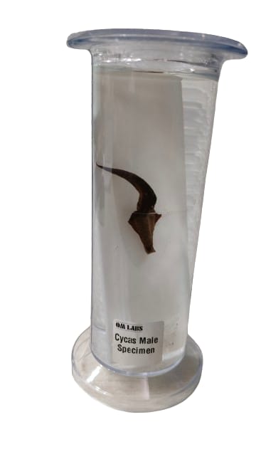 Cycas Male Specimen | Botany Specimen