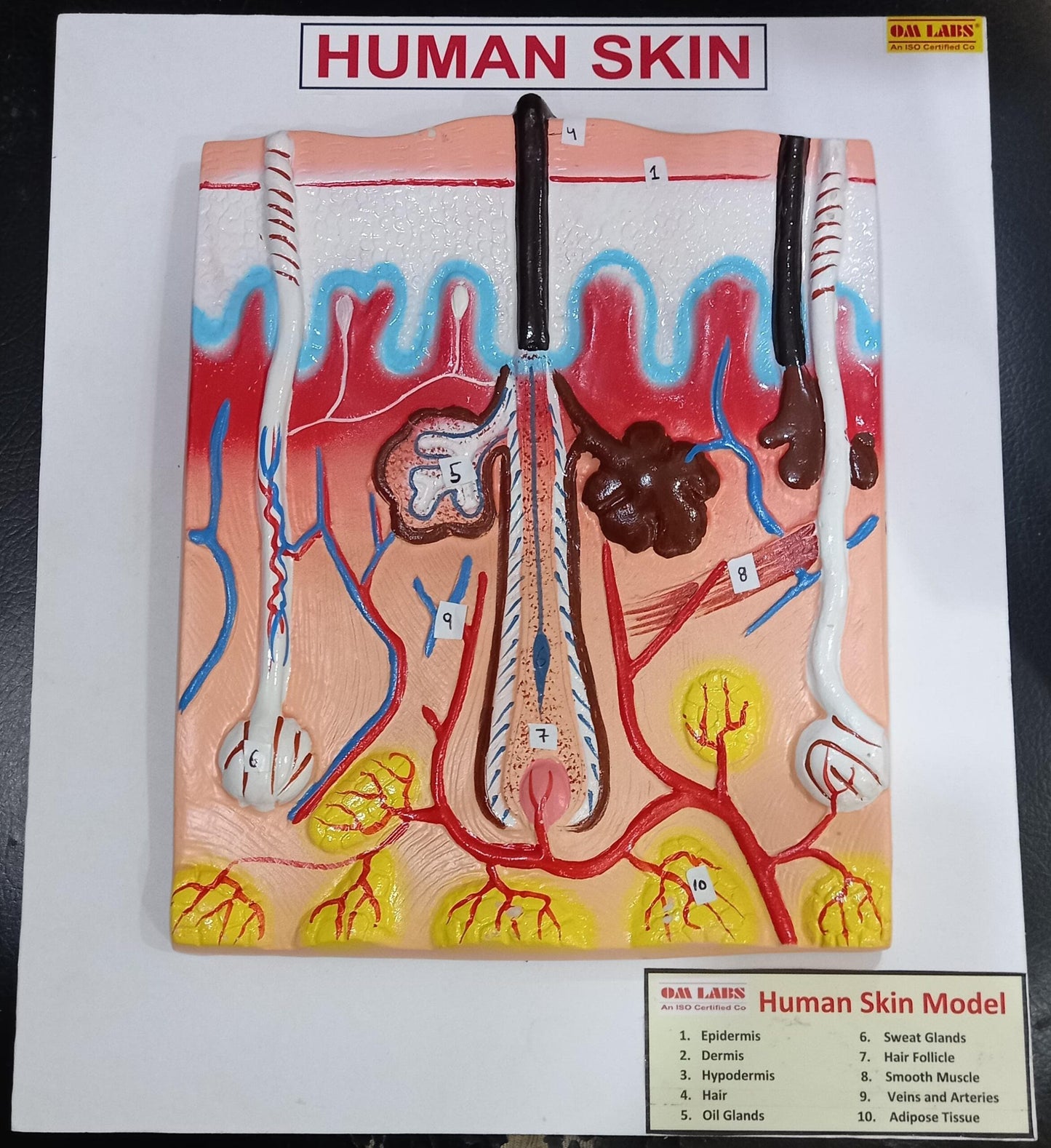 Human Skin On Board (14 x 12”)