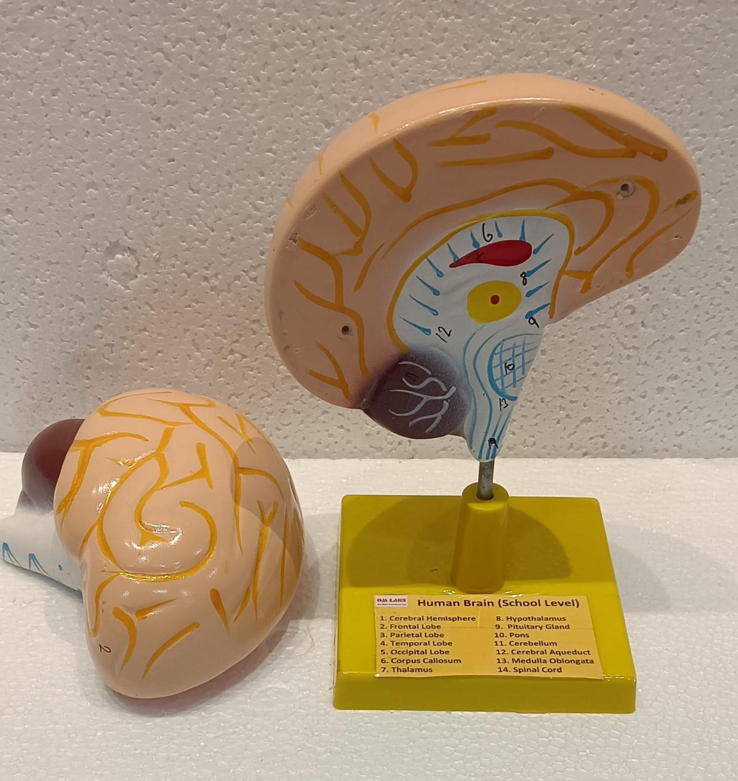 Human Brain Model 2 Parts with Base