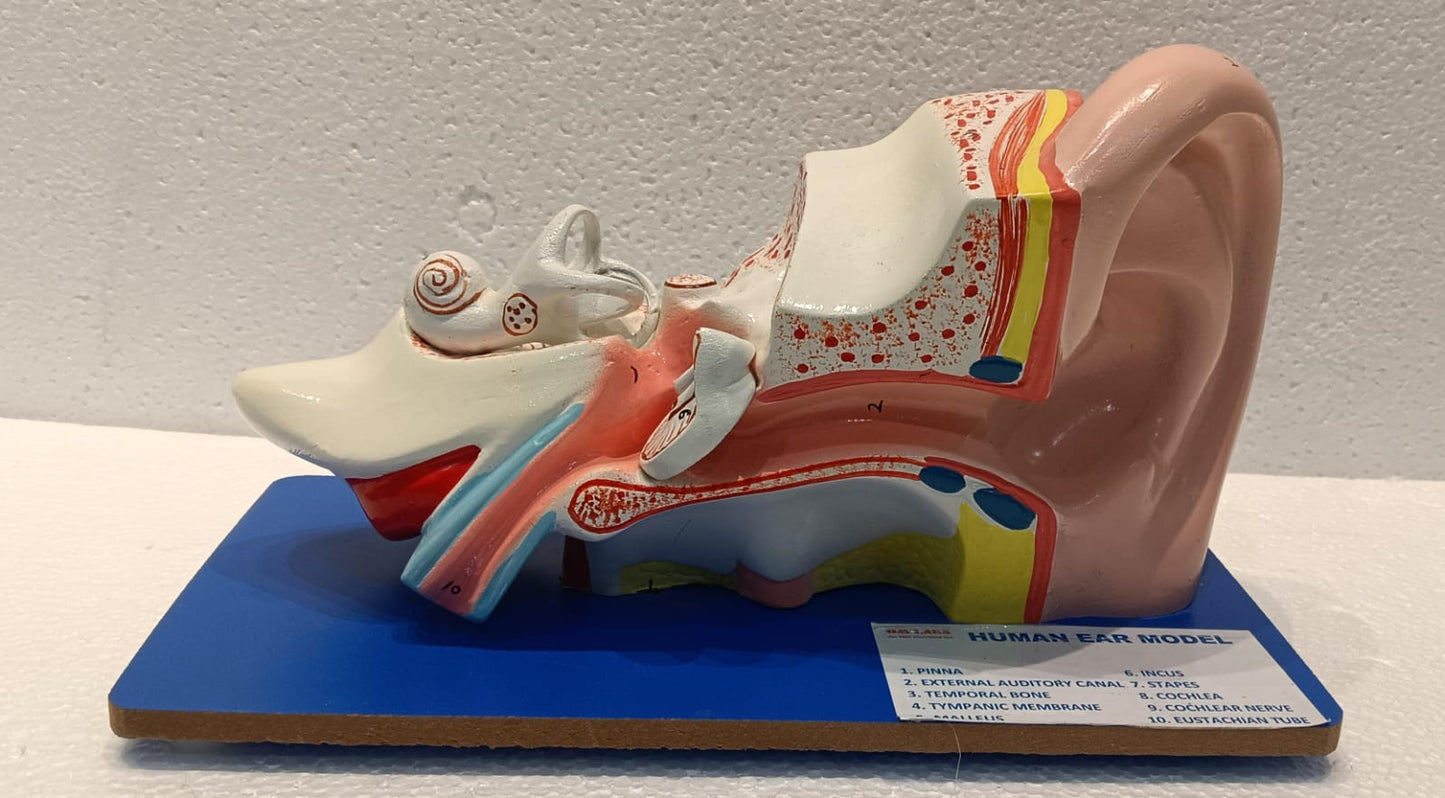 Human Ear Model on Base (Superior)