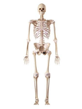 Human Skeleton Model 5 Feet (Regular Quality)