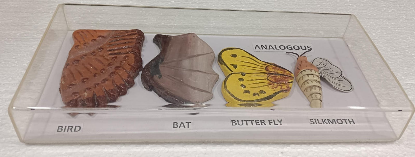 Analogous Organs Animals Models on Acrylic Showcase