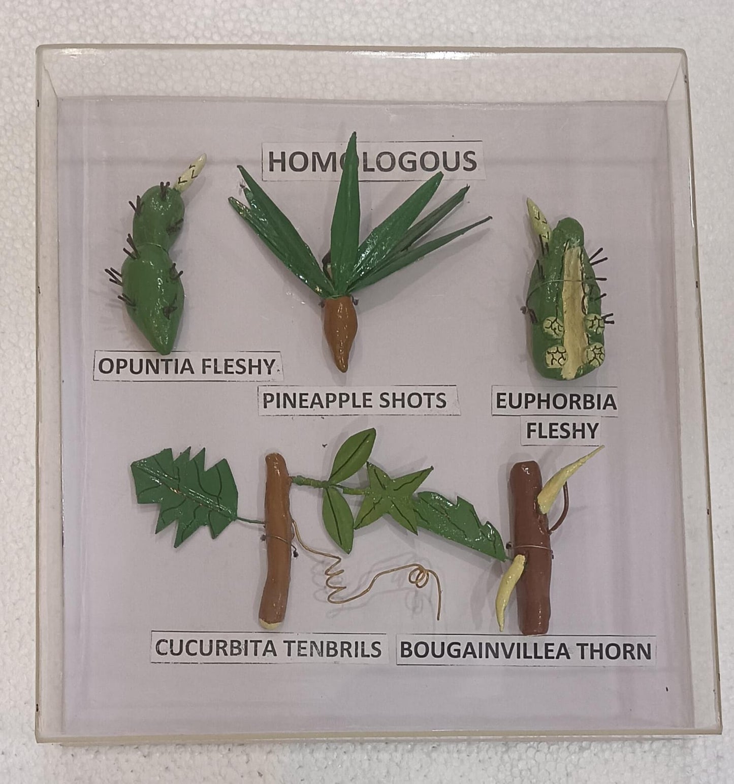 Homologous Organs Plants Models on Acrylic Showcase