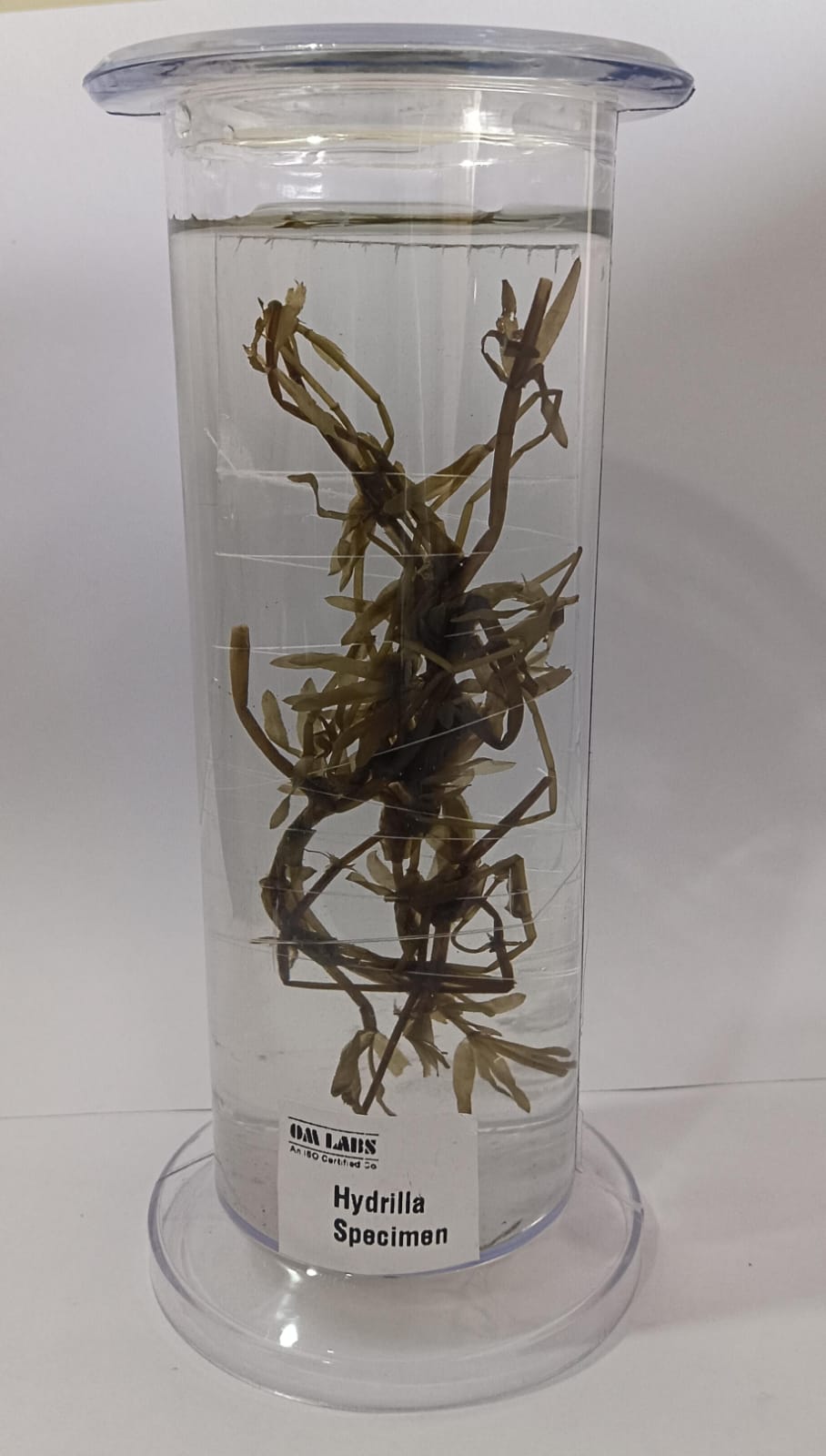 Hydrilla Specimen | Botany Specimen