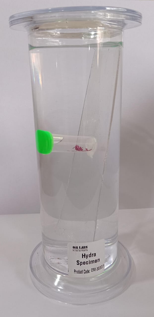 Hydra Specimen | Zoology Specimen