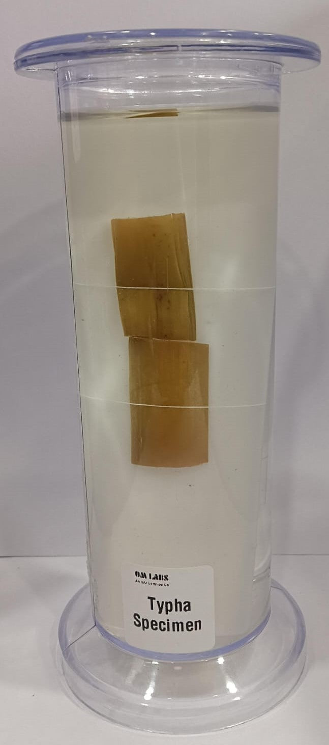 Typha Specimen | Botany Specimen