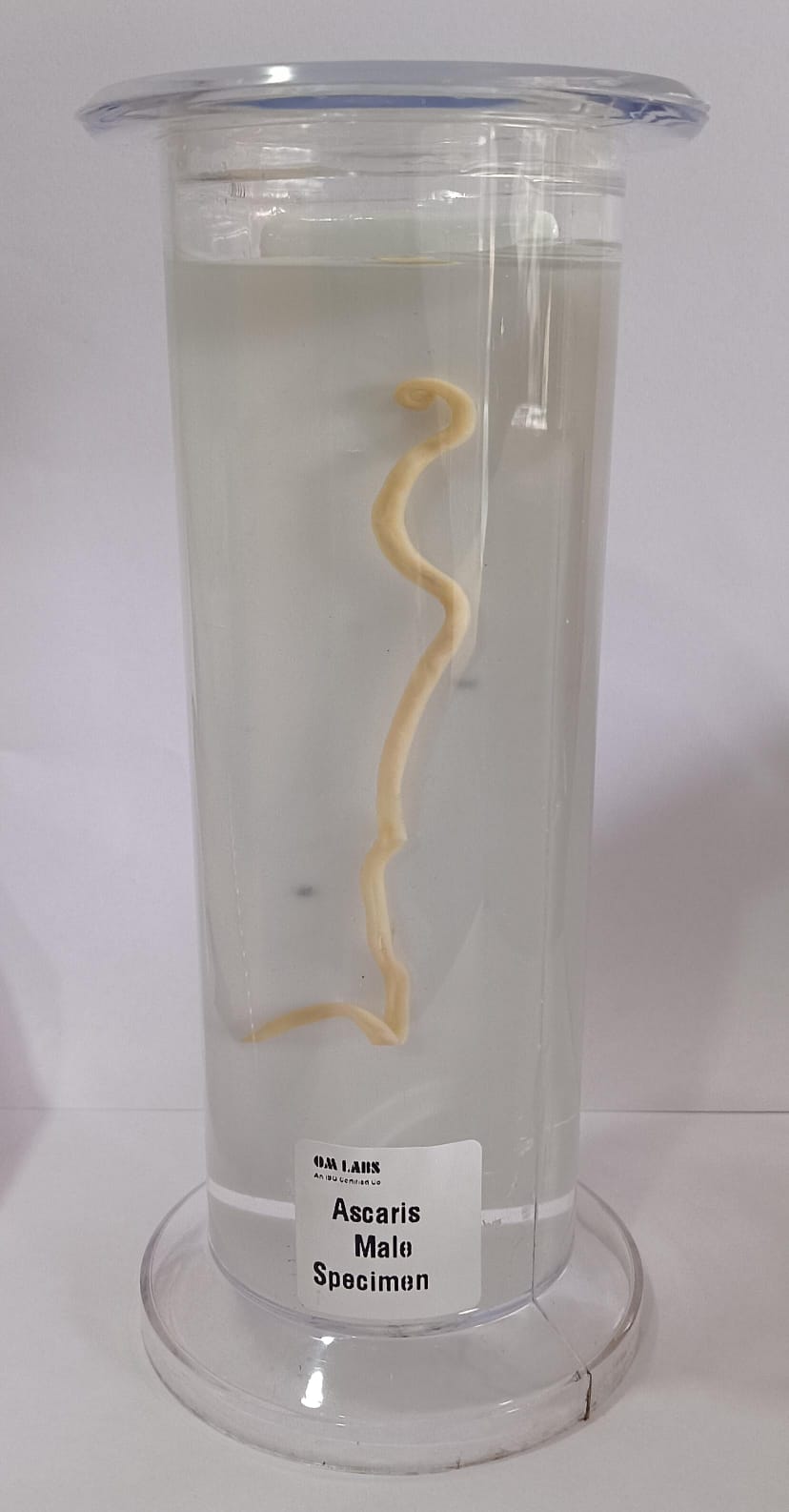 Ascaris Male Specimen | Zoology Specimen