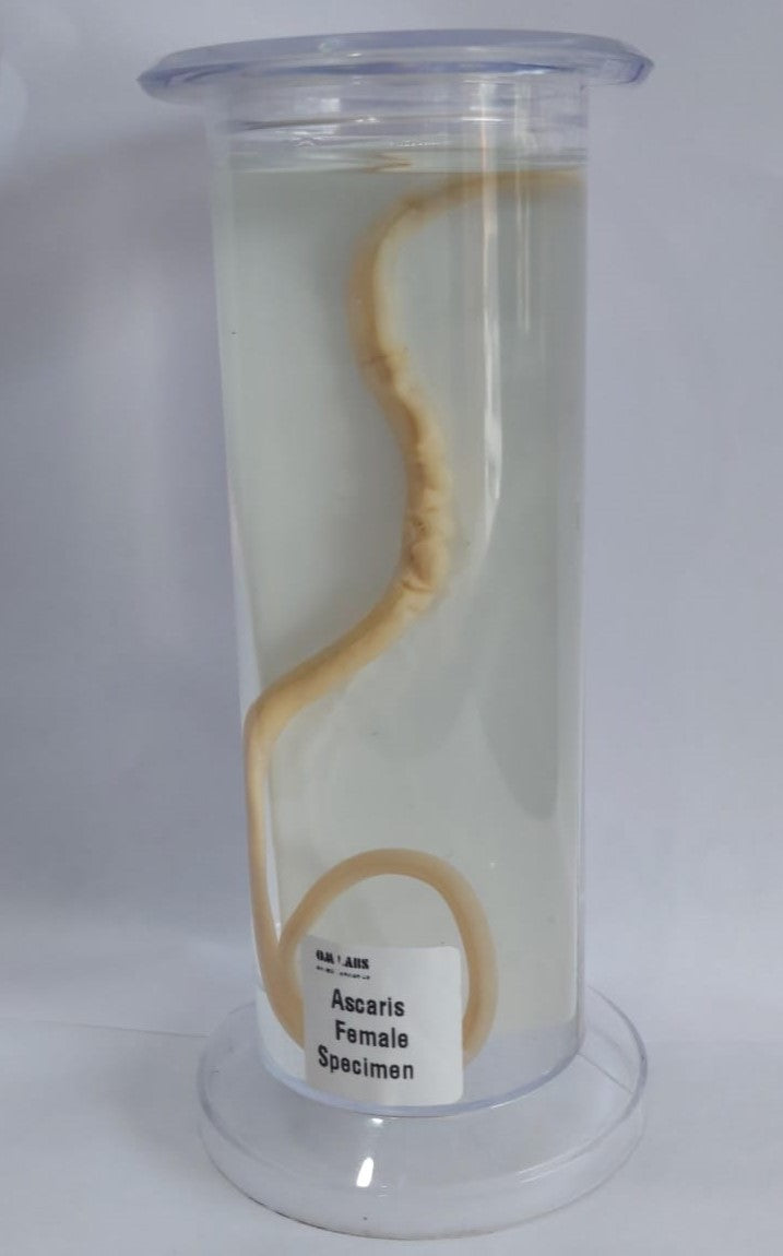 Ascaris Female Specimen | Zoology Specimen