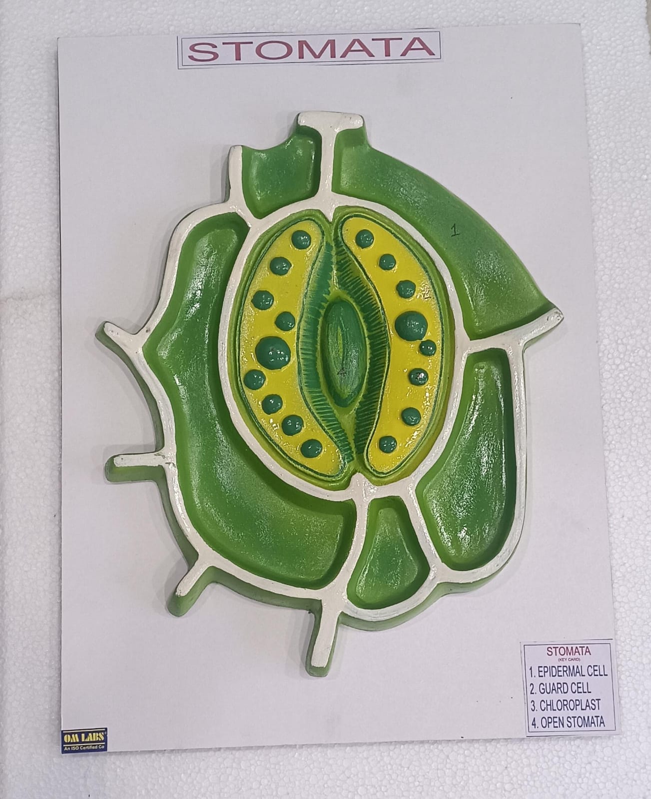 Stomata Model On Board