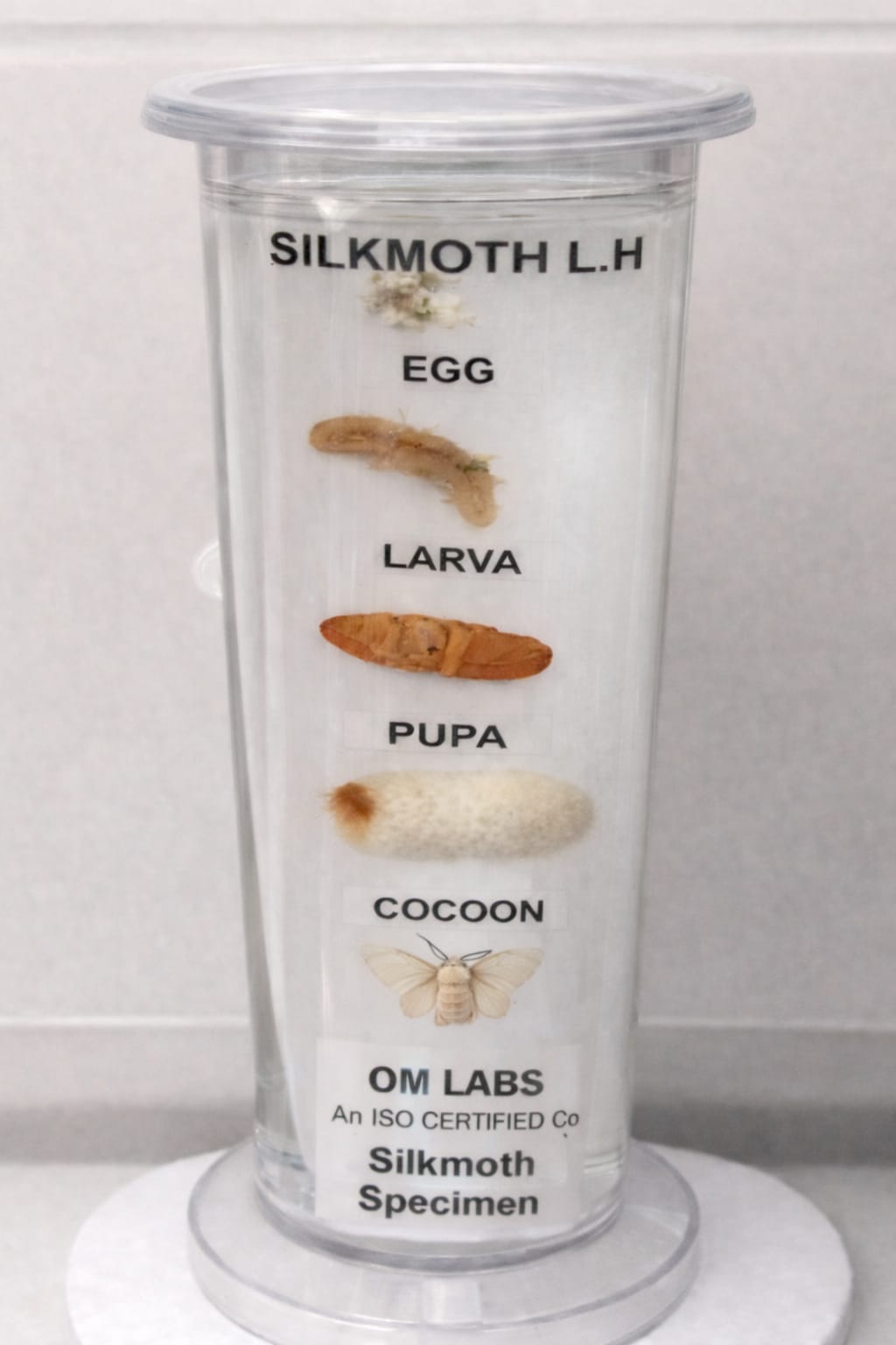 Life Cycle of Silk moth Specimen | Zoology Specimen