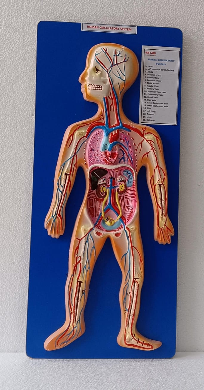Human Circulatory System On Board | Superior Model