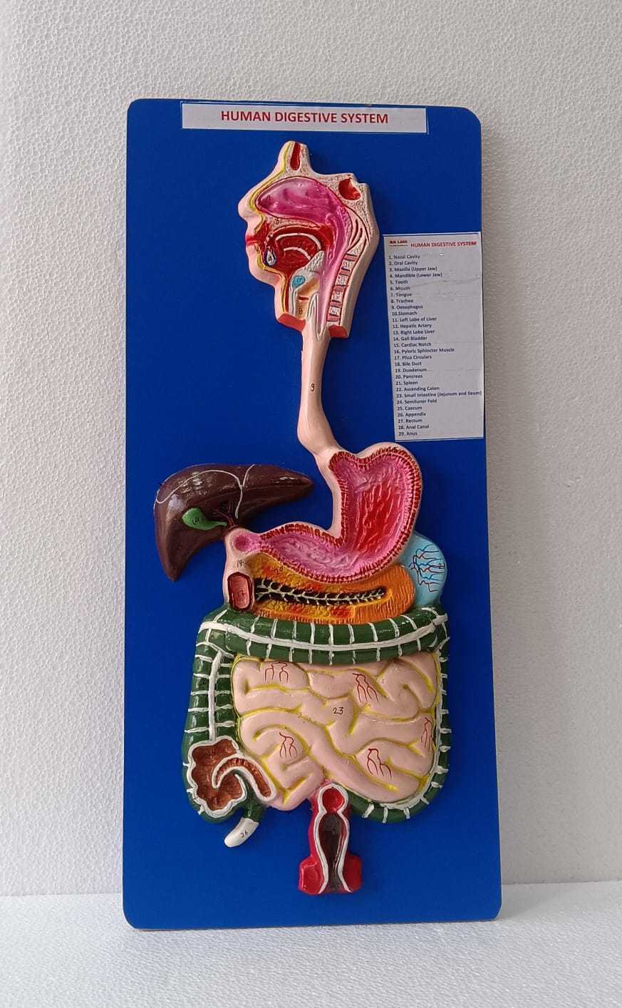 Human Digestive System on Board | Superior Model