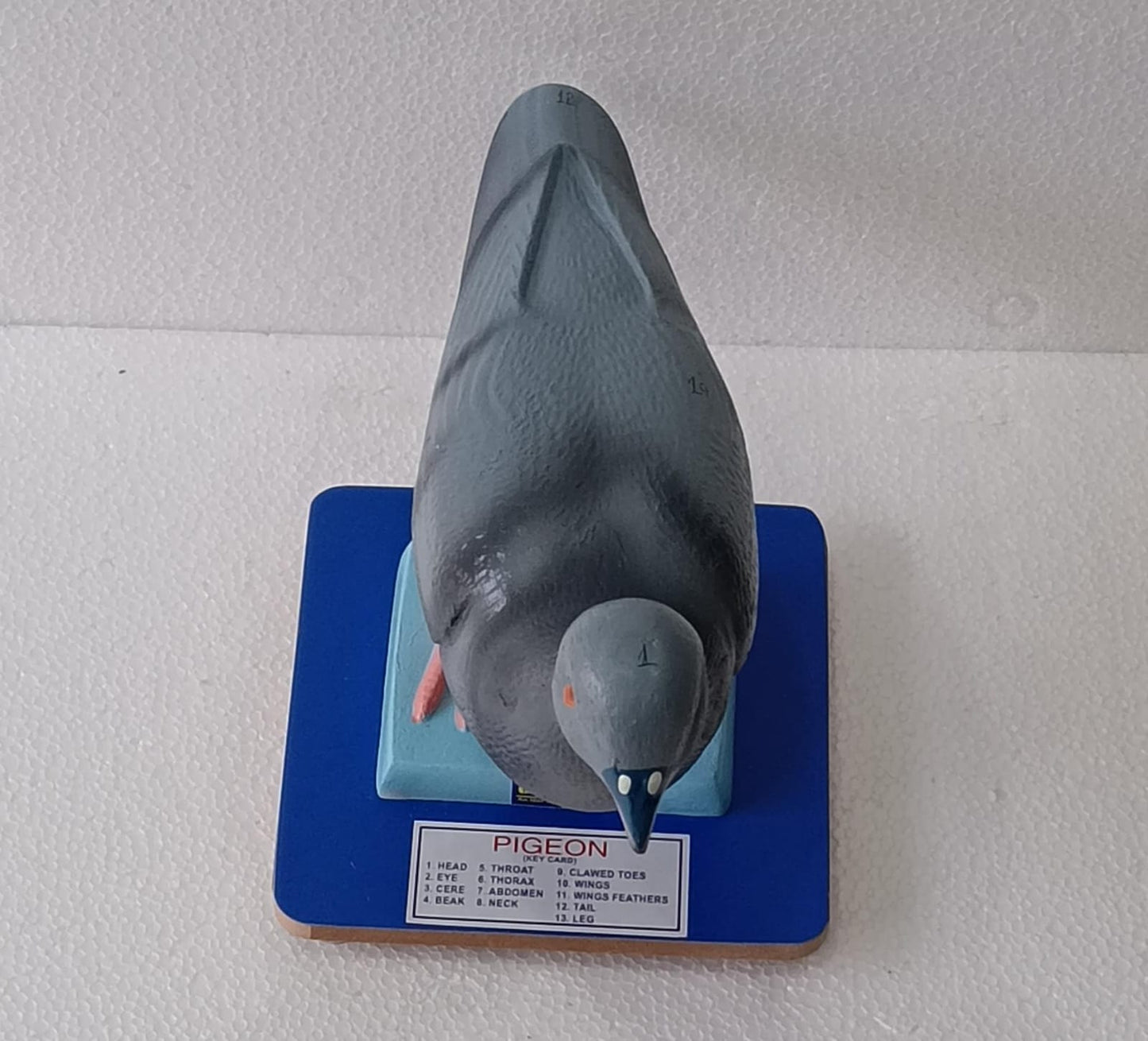 Pigeon model