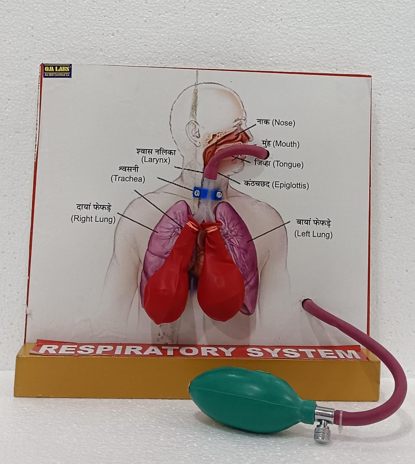 Human Lungs for Respiratory System Model