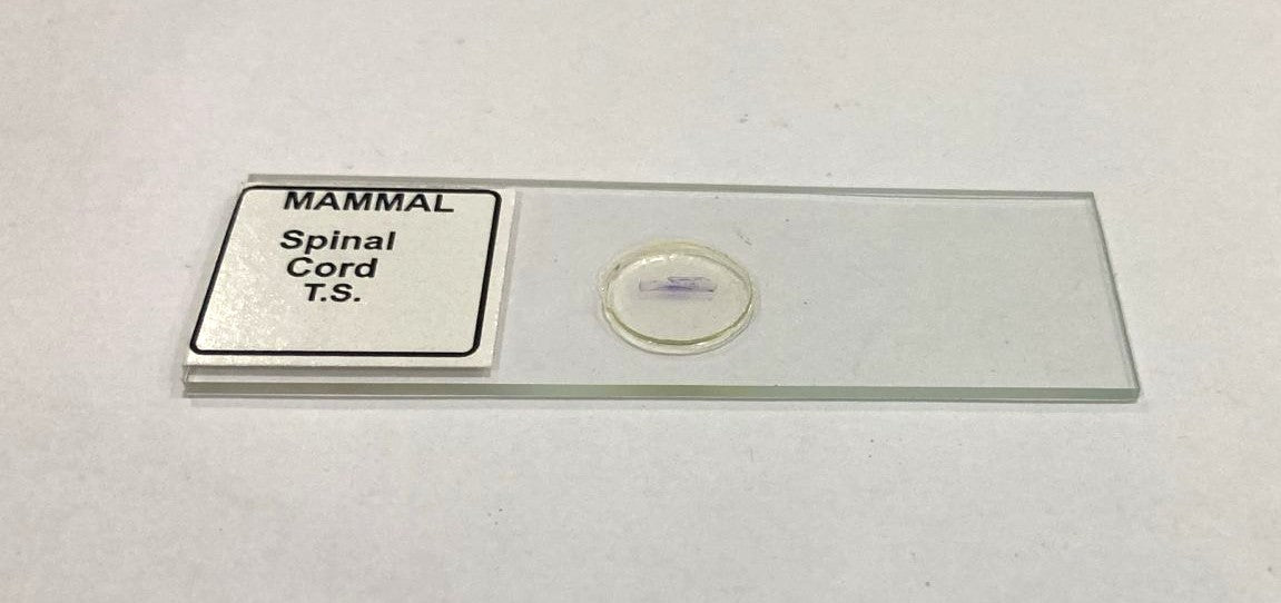 Mammal Spinal Cord T.S.