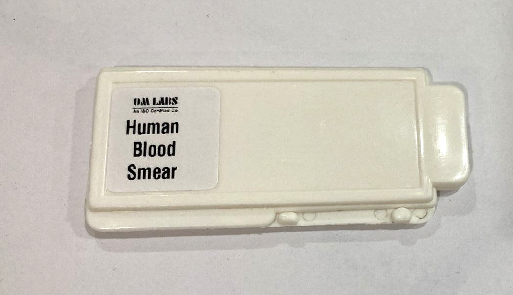 Human Blood Smear