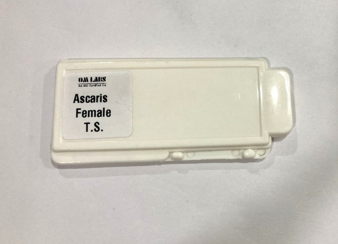 Ascaris Female T.S Slide Set