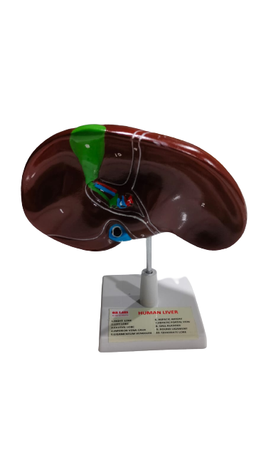 Human Liver On Stand