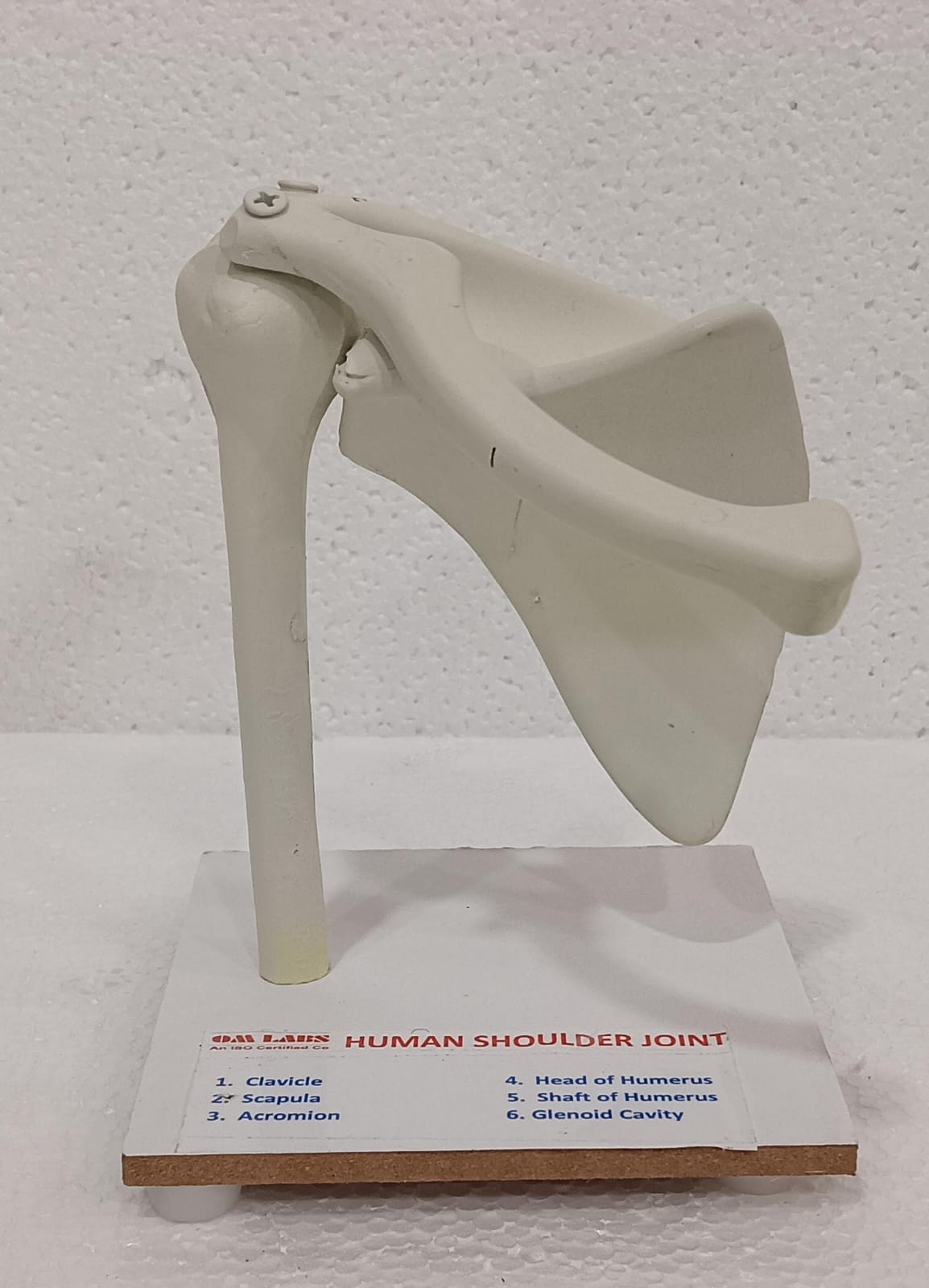 Human Shoulder Joint Model